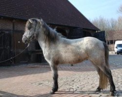 Pferd Rökkvi vom Lindenhof (Islandpferd, 2008, von Lindi frá Malborgh)