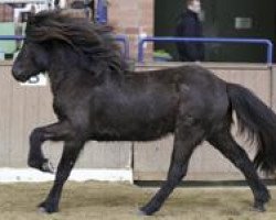 horse Ljufur von der Bliesgersweiler Mühle (Iceland Horse, 2008, from Oliver fra Kvistum)