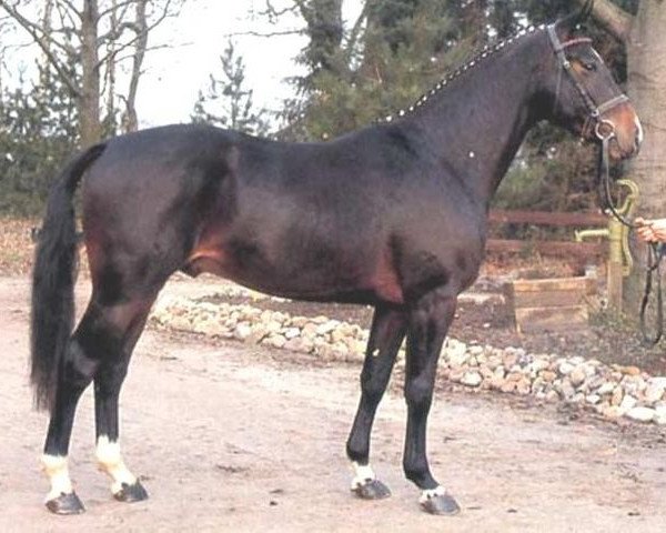 stallion Calvador (Oldenburg, 1988, from Contender)