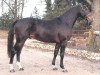 stallion Calvador (Oldenburg, 1988, from Contender)