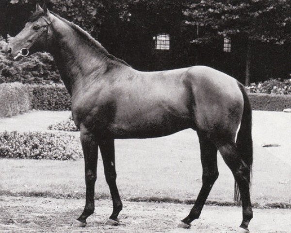 stallion Griseldo xx (Thoroughbred, 1969, from Herero xx)