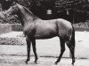 stallion Griseldo xx (Thoroughbred, 1969, from Herero xx)
