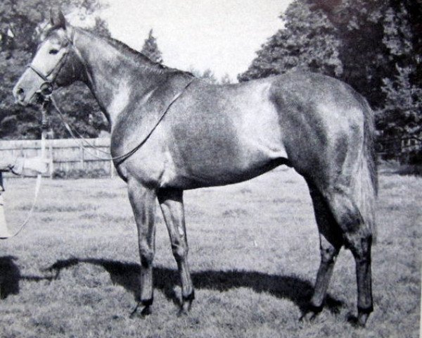 stallion Town Crier xx (Thoroughbred, 1965, from Sovereign Path xx)