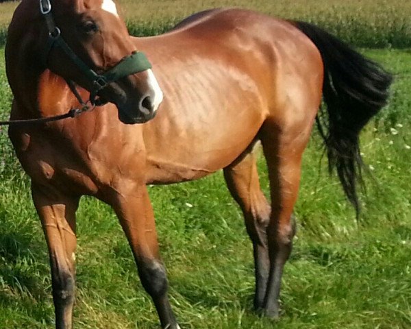 horse Comtesse Baverell (Bavarian, 2009, from Pilotek)