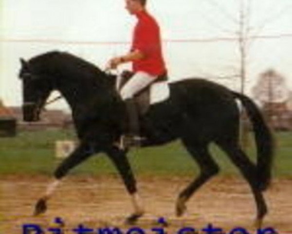 stallion Ritmeister (Westphalian, 1988, from Rosenduft)