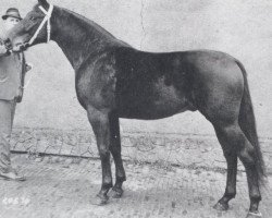 stallion Marius (Oldenburg, 1963, from Manolete xx)