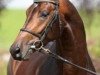 stallion Amazing Star (KWPN (Royal Dutch Sporthorse), 2005, from Flemmingh)