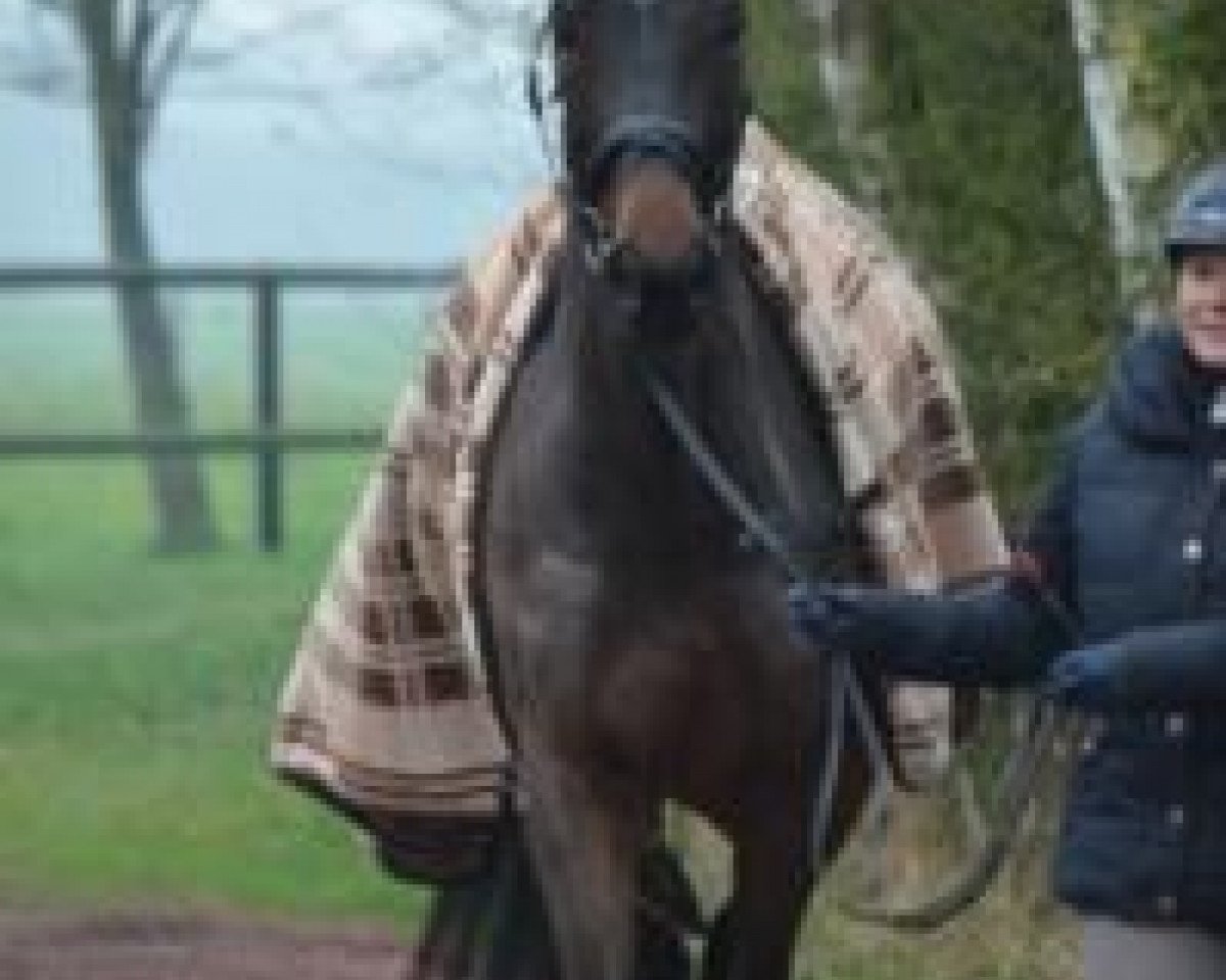 dressage horse Rike-M (Westphalian, 2009, from Rubitano)
