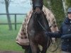 dressage horse Rike-M (Westphalian, 2009, from Rubitano)