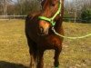 dressage horse Classic Rock 6 (KWPN (Royal Dutch Sporthorse), 2004, from Stuurboord)