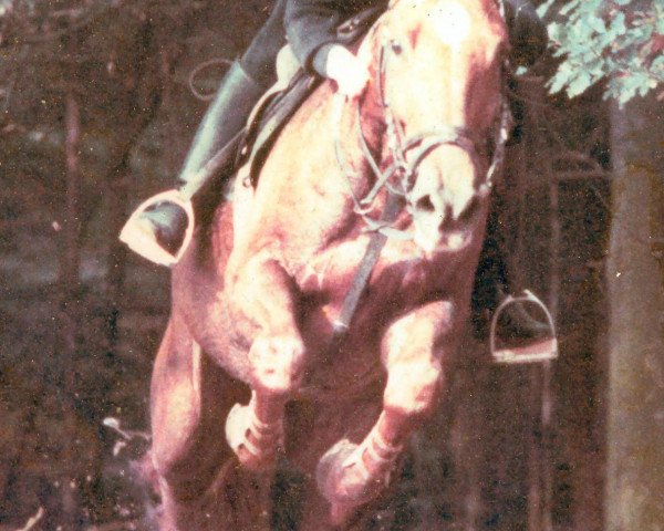 Pferd Tenor 10 (Trakehner, 1977, von Wildfeuer)