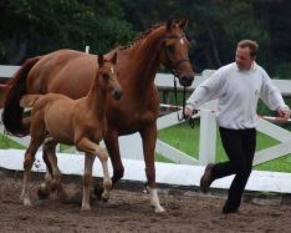 dressage horse Hirtenglanz 3 (Trakehner, 2011, from All Inclusive)