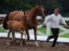 dressage horse Hirtenglanz 3 (Trakehner, 2011, from All Inclusive)