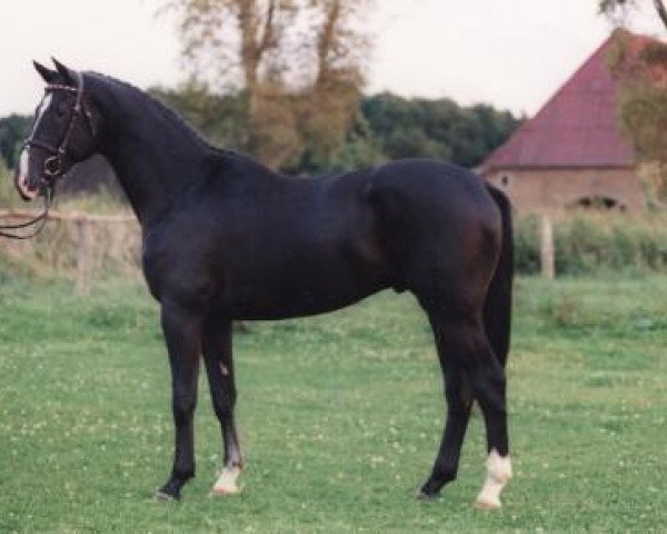 stallion Heinrich der Welfe (Trakehner, 1996, from Hohenstein I)