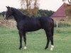 stallion Heinrich der Welfe (Trakehner, 1996, from Hohenstein I)