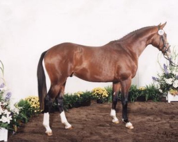 horse Hirtenruf (Trakehner, 1996, from Michelangelo)