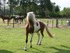 stallion Phönix vom Idablick (Iceland Horse, 2008, from Eros vom Fassenhof)