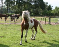 stallion Phönix vom Idablick (Iceland Horse, 2008, from Eros vom Fassenhof)