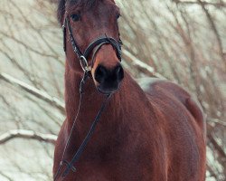 horse Nevado 48 (Hanoverian, 2003, from Natiello xx)