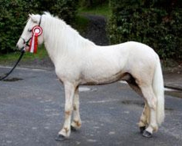 horse Tilberi vom Springbachtal (Iceland Horse, 2008, from Glaumur fra Audsholtsjaleigu)