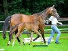 jumper Cinderella 731 (Trakehner, 2013, from Herbstkönig 2)