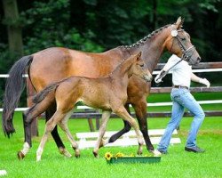 Springpferd Cinderella 731 (Trakehner, 2013, von Herbstkönig 2)