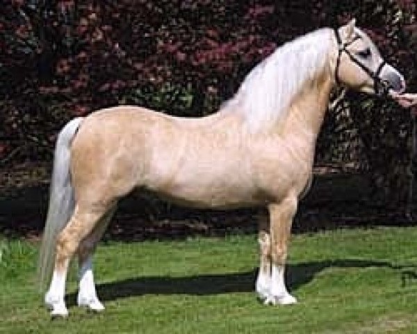 stallion Ysselvliedt's Special Edition (Welsh mountain pony (SEK.A), 2000, from Revel Jeeves)