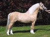 Deckhengst Ysselvliedt's Special Edition (Welsh Mountain Pony (Sek.A), 2000, von Revel Jeeves)