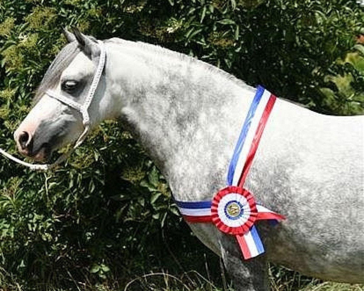Zuchtstute Roetsenest's Hyacinthe (Welsh Mountain Pony (Sek.A), 2002, von Ceulan Cariadog)