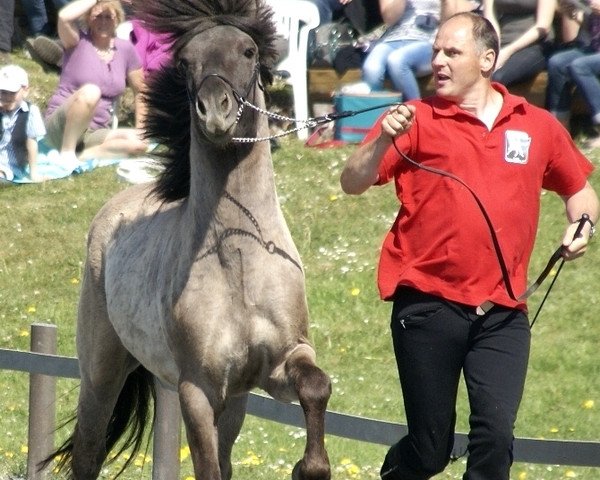 Pferd Sær vom Aubachtal (Islandpferd, 2008, von Gustur fra Grund)