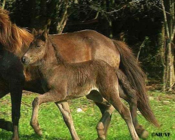 horse Fraenka-Brun von VindFaxi (Iceland Horse, 2008, from Dagur fra Efri-Raudalaek)