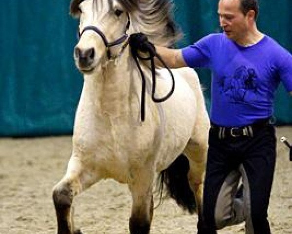 horse Julius von Litlaborg (Iceland Horse, 2008, from Ljosvaengur fra Vestmose)