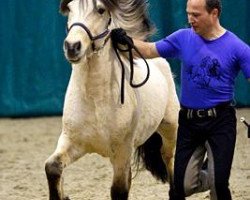 horse Julius von Litlaborg (Iceland Horse, 2008, from Ljosvaengur fra Vestmose)