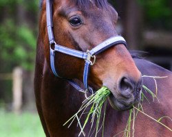 horse Louis 114 (Holsteiner, 1997, from Lantaan)