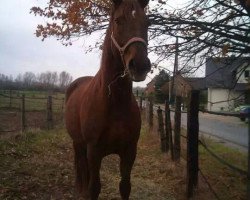 broodmare Georgina (Hanoverian, 2001, from Goodman)