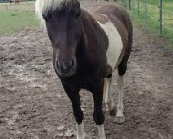 Pferd Randver vom Bellershof (Islandpferd, 2009, von Bakkus vom Birkenhof)