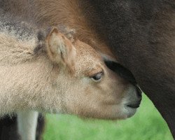 Pferd Saeta vom Jürmkerland (Islandpferd, 2010, von Leiknir vom Steinberghof)