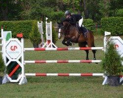 jumper Veron 17 (Swedish Warmblood, 2007, from Veron)