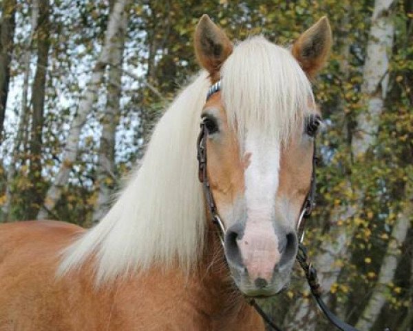 Zuchtstute Stellisse (Haflinger, 1992, von Stollen)