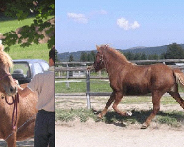 Pferd Targa vom Bärenfilz (Islandpferd, 2001, von Utlagi fra Grafarkoti)