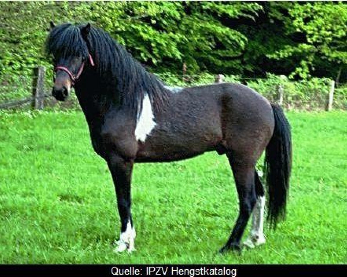 stallion Freyr vom Birkenbusch (Iceland Horse, 2001, from Svanur von Faxaból)