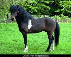 stallion Freyr vom Birkenbusch (Iceland Horse, 2001, from Svanur von Faxaból)