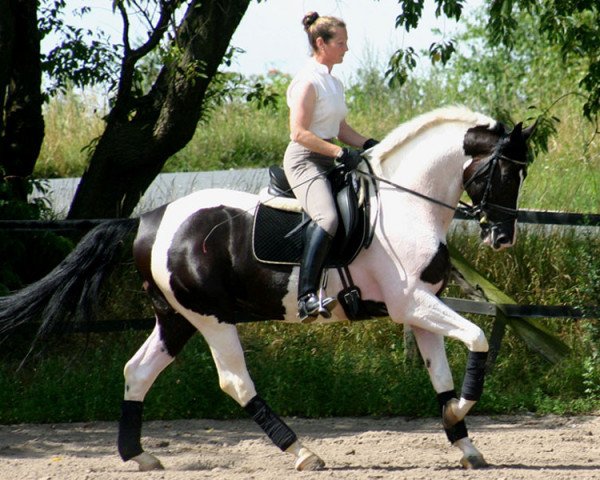 stallion Zospecial (Dutch Warmblood, 2004, from Special D)