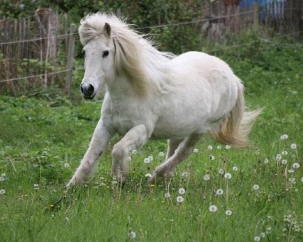 broodmare Svana (Iceland Horse, 1983, from Faxi frá Stokkhólma)