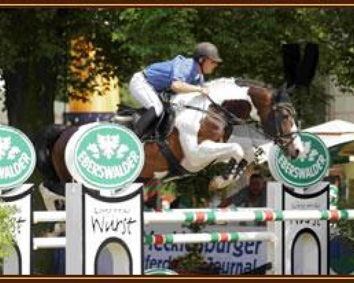 stallion Nock-Out (Pinto / Hunter, 1997, from Nekoma)