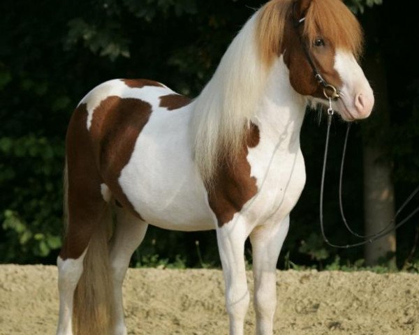 horse Snaekollur vom Lipperthof (Iceland Horse, 2005, from Randver fra Nyjabae)