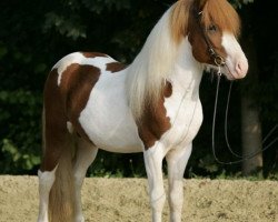 horse Snaekollur vom Lipperthof (Iceland Horse, 2005, from Randver fra Nyjabae)