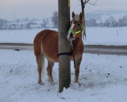 broodmare Lady (6,25% ox) (Edelbluthaflinger, 1990, from 1161 Basalt)