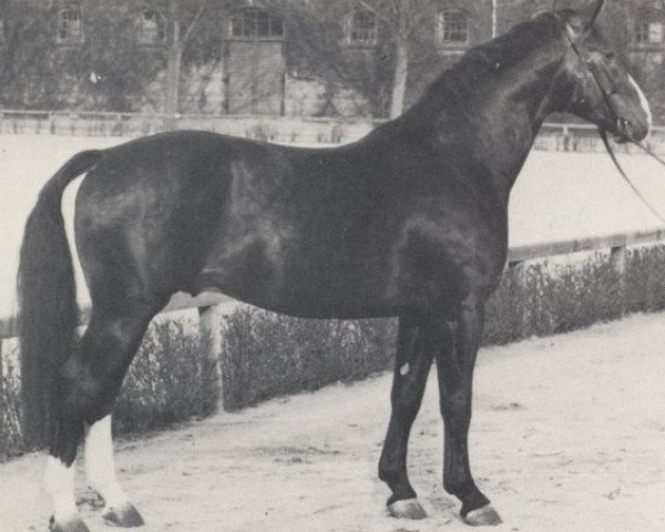 stallion Dragoner (Westphalian, 1962, from Duft I)