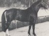 stallion Dragoner (Westphalian, 1962, from Duft I)